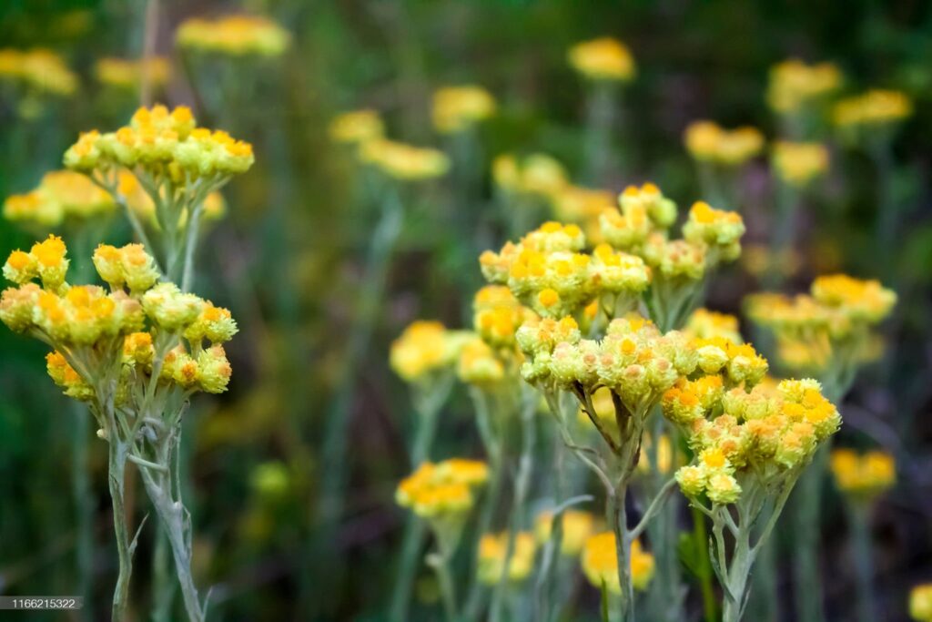 A close up of some yellow flowers in the grass