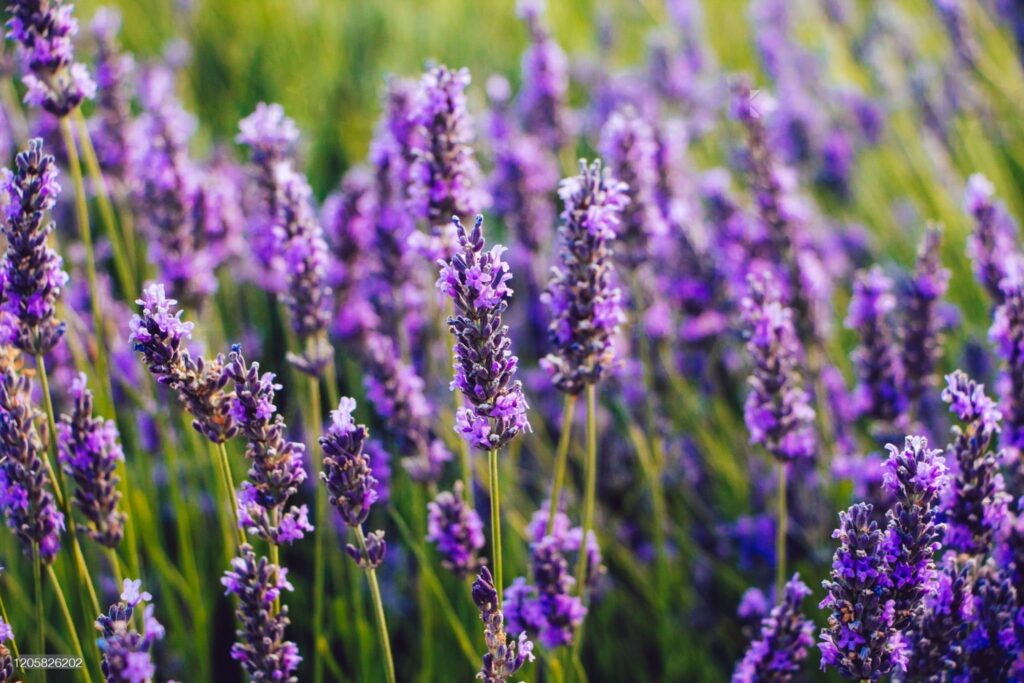 A close up of purple flowers in the grass