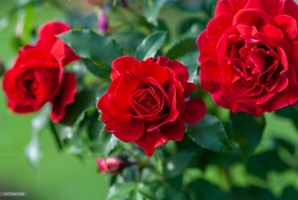 A close up of some red roses in the sun.