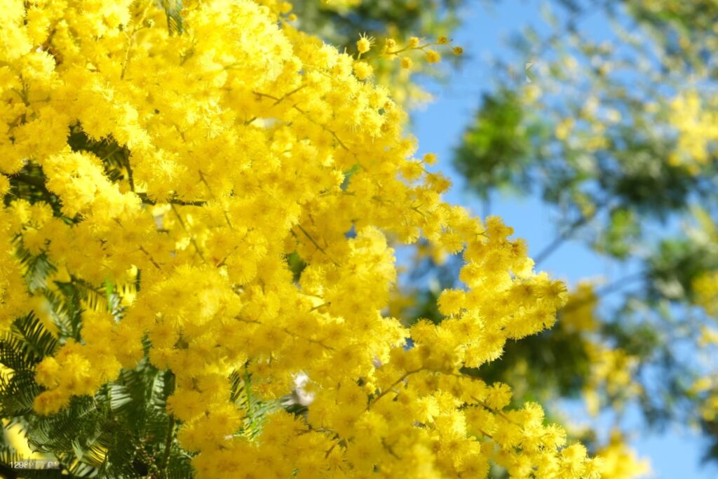 A close up of some yellow flowers in the sun