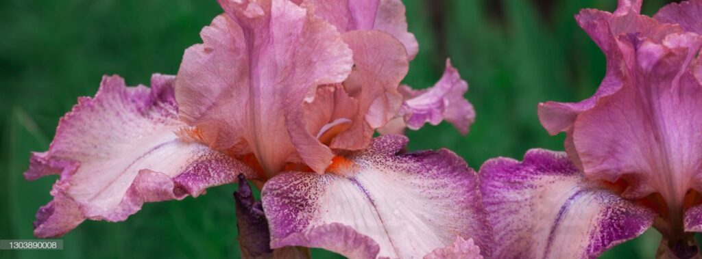 A close up of the flower of an iris.