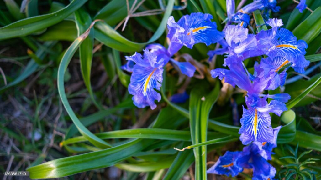 A close up of some purple flowers in the grass.