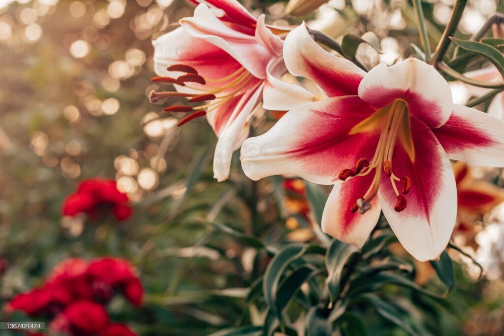 A close up of some flowers in the sun