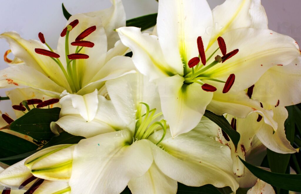 A close up of some white flowers with red stems